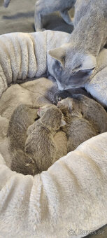 Ruska modra kotatka s pp - 9