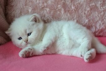 Britská colorpoint koťátka s PP k rezervaci - 9