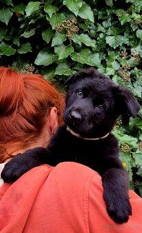 Německý ovčák štěňata s PP černá  a vlkošedá - 9