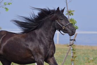 Fellský pony - 3 letá klisna - 9