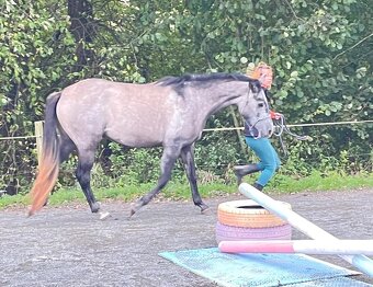 Sportovní pony klisna 3 roky. - 9