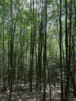 Prodám lesní pozemek v k.ú. Valašská Polanka - 9