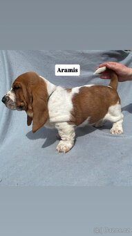 Štěňata Basset hound - 9