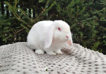 Zakrslý beránek, králíček, králík - WILLIAM - 9