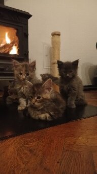 KOŤÁTKA MAINSKÁ MÝVALÍ - 9