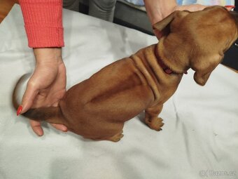 RHODESKY RIDGEBACK - 9