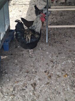 prodám kohouty - 9