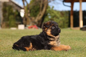 Německý ovčák štěňata - 9