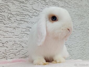 Volná samička - Anglický Zakrslý Beránek MiniLop🍑 - 9