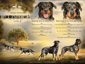 Beauceron - štěňátka k rezervaci - 9
