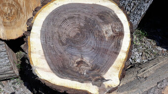 Ořech černý sazenice."Orech čierny - Kotora" - 9