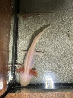 Axolotl mexický - Vodní dráček - 9