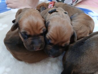 Rhodeský ridgeback - 9