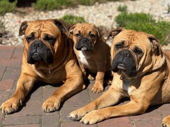 KONTINENTÁLNÍ BULDOK – CONTINENTAL BULLDOG s PP (FCI) - 9