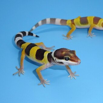 gekončík noční - 9