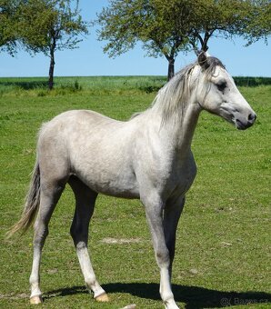 Prodám hřebečka Welsh pony, sekce B, s PP. - 9