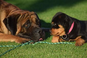 boerboel ballotada -chovná fena 1 rok - 9
