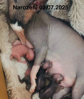 Kanadský sphynx - 9