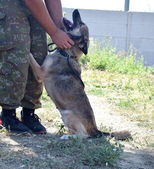 ADDY K ADOPCI - 3 ROKY, MILÁ, UČENLIVÁ, VDĚČNÁ - 9