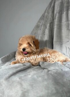 Maltipoo F1 Caramel, 3 měsíce - 9