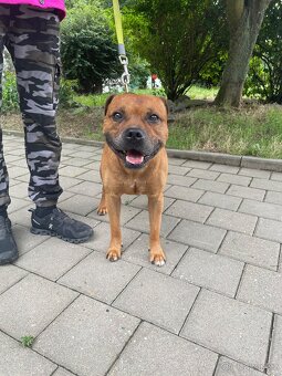 Stafordsirsky bulteriér s pp - 9