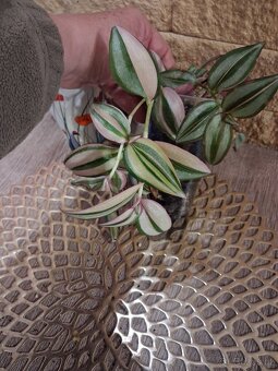 Pokojové rostliny 1 - 9