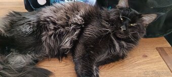 Mainská mývalí krytí - 9