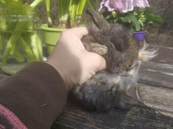 Zakrslý králík - 9