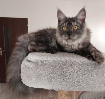 Maine coon, nainska myvalia s PP - 9