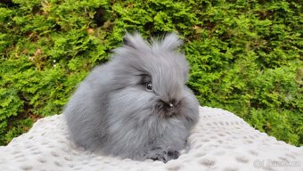 Zakrslý králík, králíček -(TEDDY)-OLINA A OLAF - 9