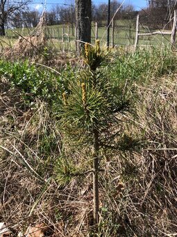 Sibiřský Cedr / Pinus Sibirica - 9