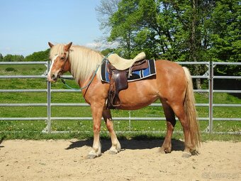 Klisna do rodiny hafling věk 10let výška 148cm - 9