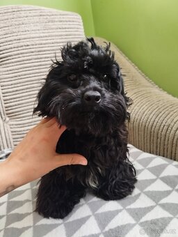 Maltipoo - 9