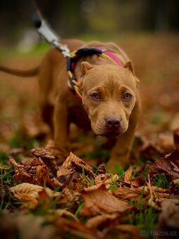 American Bully ABKC - 9