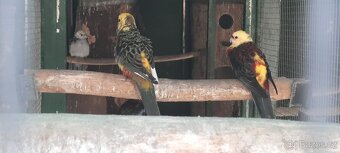 Prodám Rosela Penant straka - 9