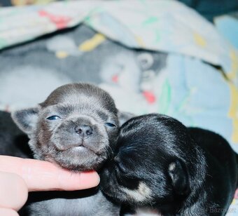 Čivava s PP k rezervaci - 9