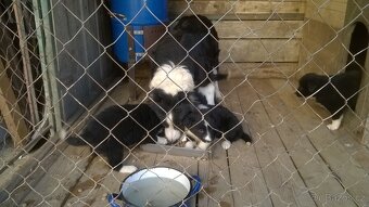 border kolie - 9