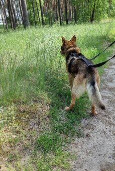 MAXÍČEK K ADOPCI - zlatíčko hledá svoji spřízněnou duši - 9