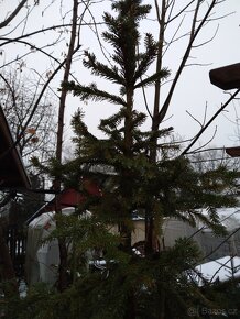 Jedlička a smrček pro Vás  stromeček Natur ze zahrádky - 9