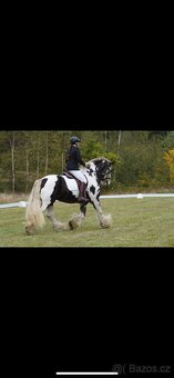 3 léta klisna Irsky Cob - 9