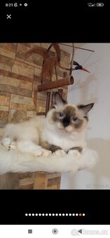 Ragdoll koťátka bez pp - 9