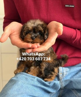 štěňátko maltipoo v černo-hnědé barvě Fenka - 9