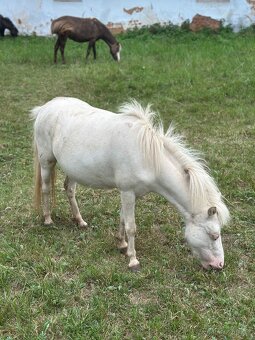 Minihorse klisna 3v1 - 9