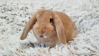 Zakrslý beránek, králíček, králík - JADYEN - 9