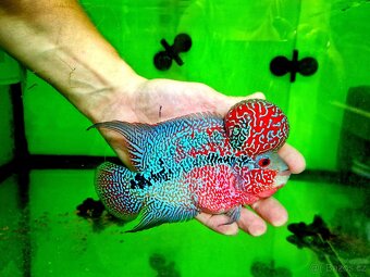 Flowerhorn Super red Dragon. - 9
