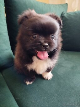 Pomeranian - 9