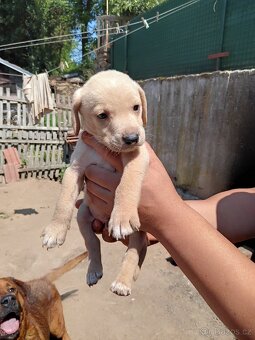 Štěňátka Labrador - 9