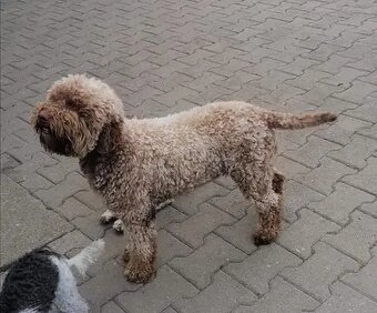 Lagotto romagnolo - štěňata s PP - 9