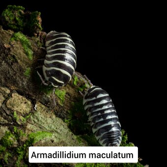 Stínky - isopody - 9