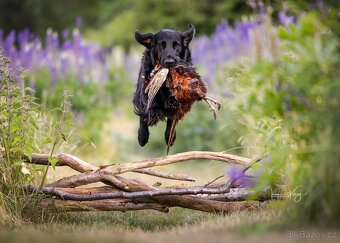 Přijímáme rezervace na štěňátka Flat coated retriever s PP - 9